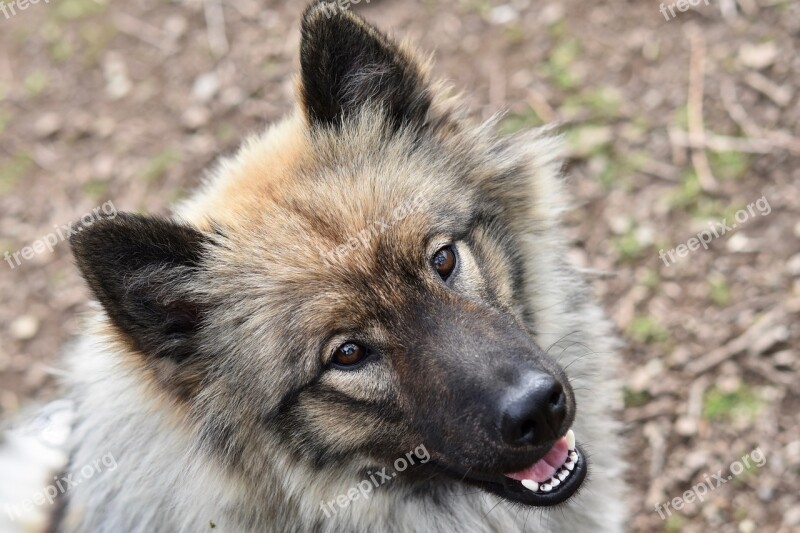 Dog Dog Eurasier Female Eurasier Bitch Orlaya Blue Canine