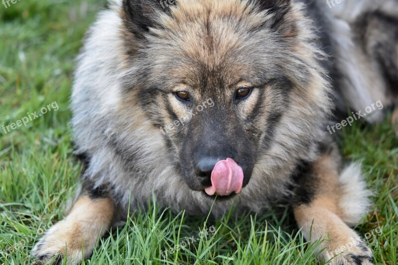 Dog Dog Eurasier Female Eurasier The Dog Pulls The Language Bitch Orlaya Blue