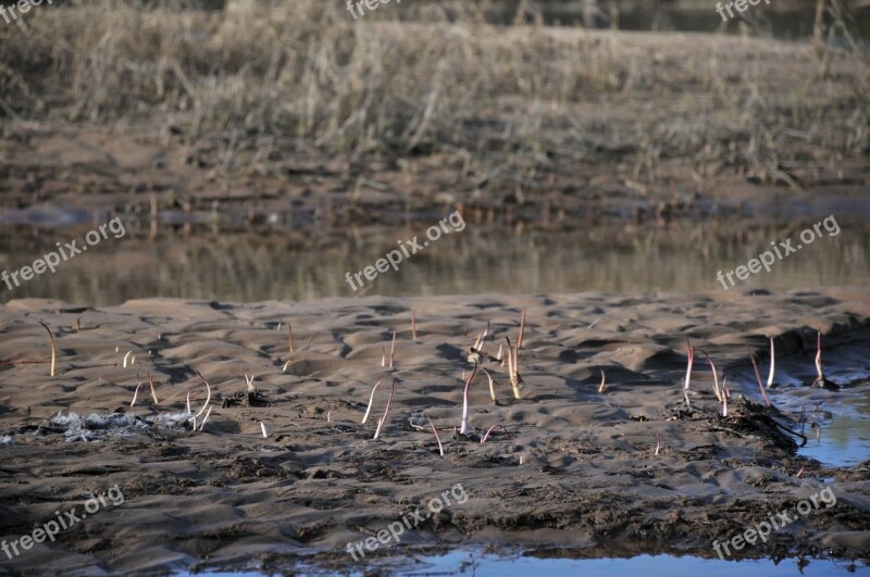 Beach Sprouts Water Sand Free Photos