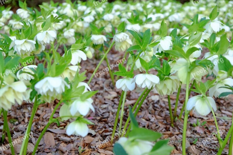 Christmas Rose Elegant White Spring Full Blooming