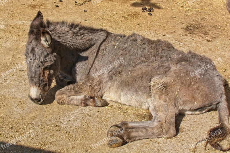 Donkey Head Ears Beast Of Burden Livestock