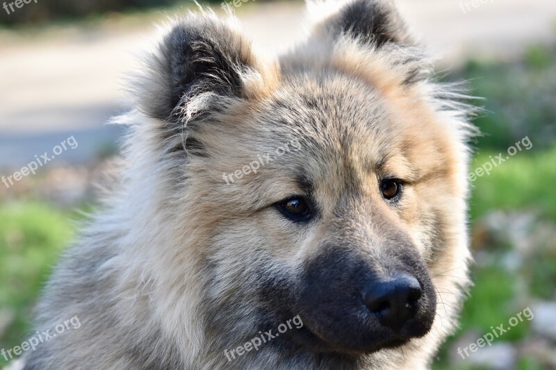 Dog Dog Eurasier Eurasier Male Black Muzzle Next To Dog