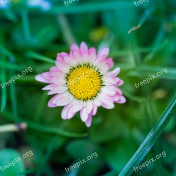 Nature Pink Daisy Plant Garden