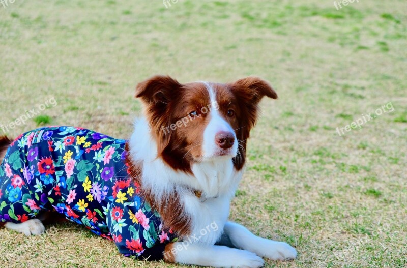 Dog Wear Lawn Fine Weather Educated Well