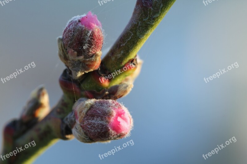 Peach Peach Blossom Spring Fruit Fruit Tree