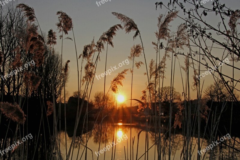 Sunset Pond Nature Reed Abendstimmung