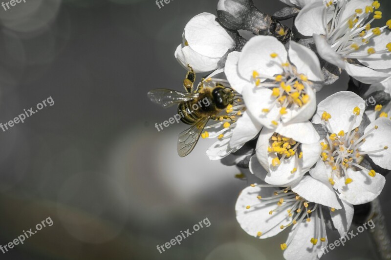 Black White Yellow Bee Insect Blossom