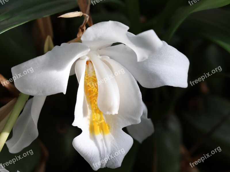 Flower White Bloom Flowers Spring