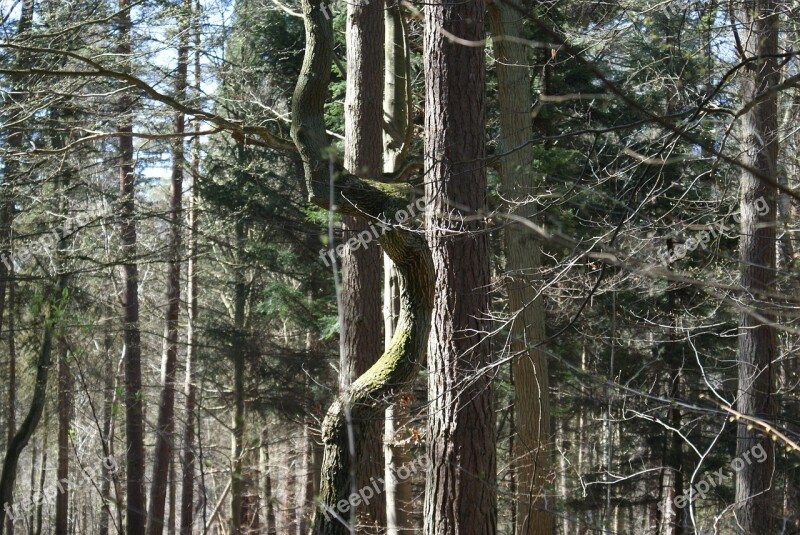 Trees Nature Arboretum Forest Coniferous