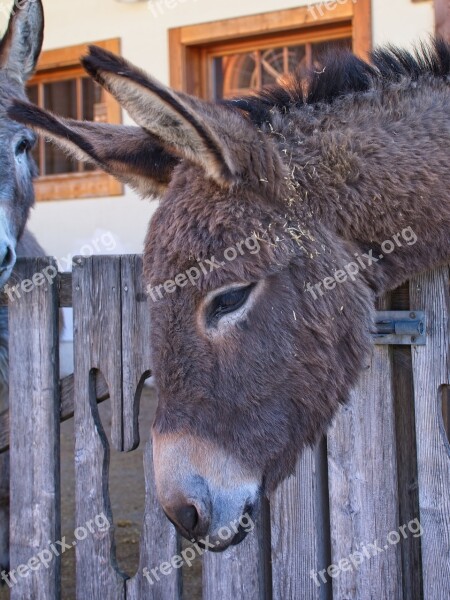 Donkey Head Ears Beast Of Burden Livestock