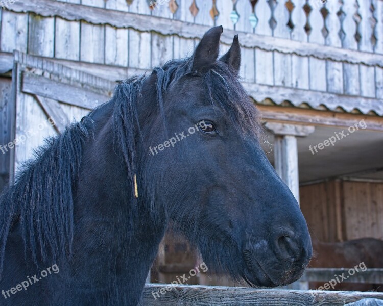 Horse Head Animal Mane Horse Head