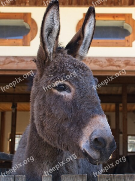 Donkey Head Ears Beast Of Burden Livestock