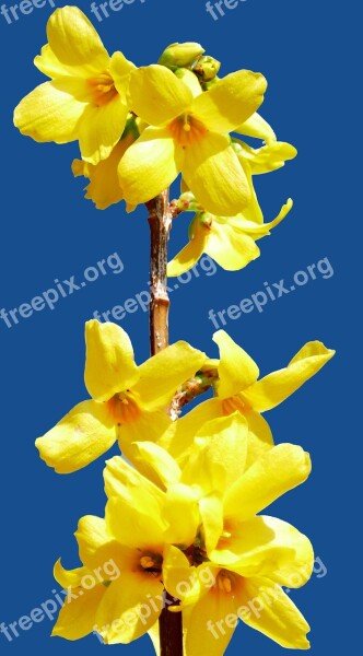 Plant Bush Forsythia Blossom Bloom