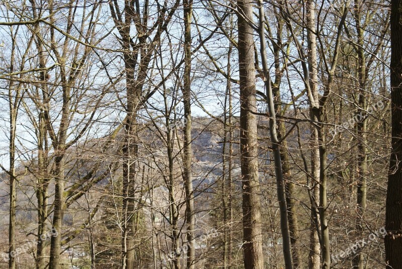 Trees Nature Forest Coniferous Wood Green