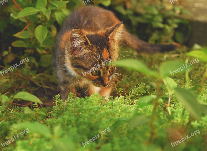 Bright Bright Colours Bright Day Cat Cat's Eyes