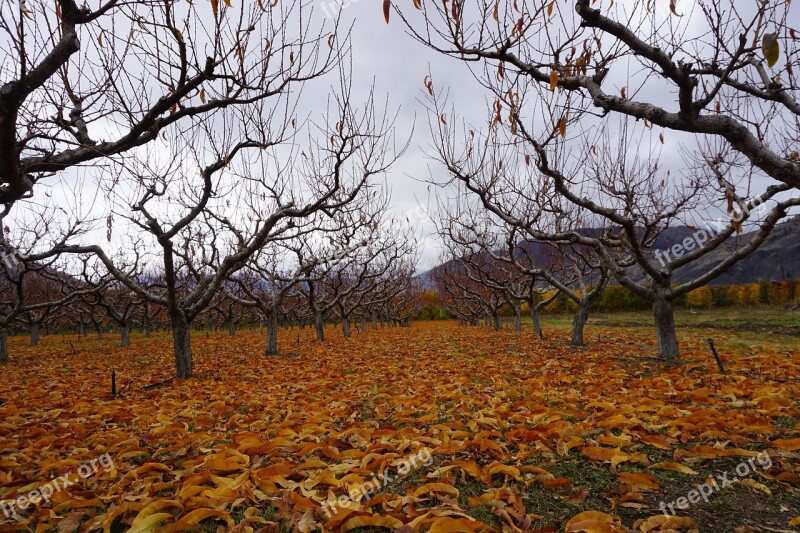 Wine Wine Making Osoyoos Vineyard Grapes