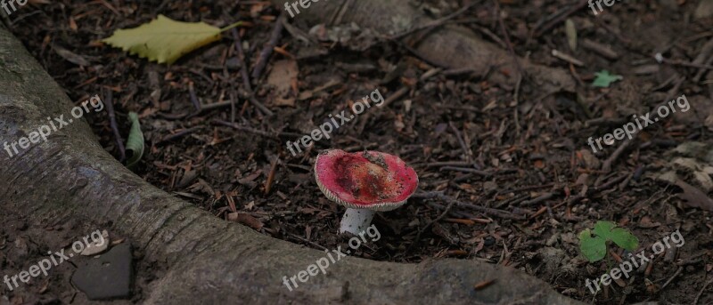 Mushroom Forest Nature Red Fungus