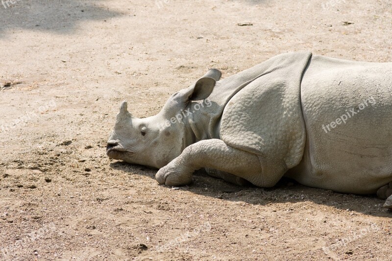 Rhinoceros Rhino Animal Horn Mammal