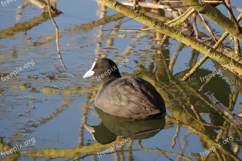 Coot Lake Waters Waterfowl Schwimmvogel