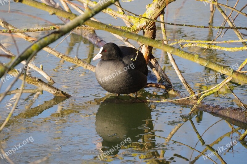 Coot Lake Nature Waterfowl Schwimmvogel