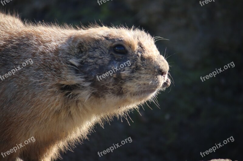 Prairie Dog Zoo Rodent Animal