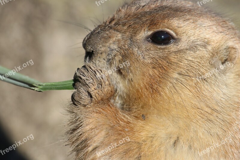 Prairie Dog Animal Nature Zoo