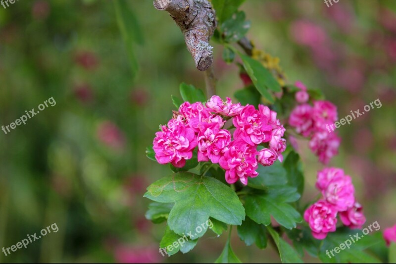 Flower Pink Green Nature Spring