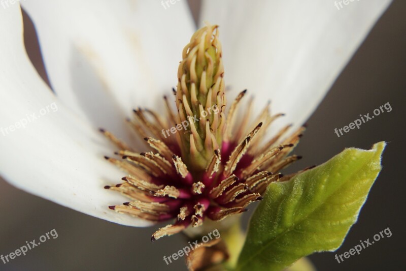 Magnolia Soulangiana Magnolia Tree Close Up Stamens Flower