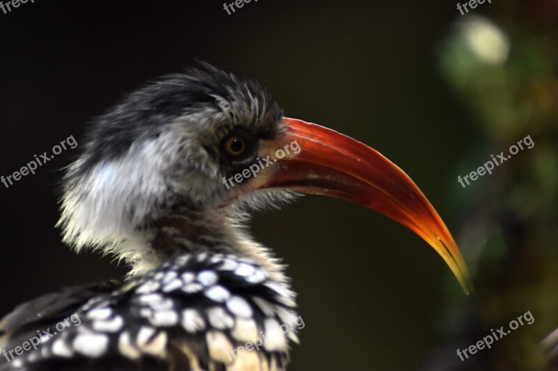 Bird Fauna Portrait Beak Red