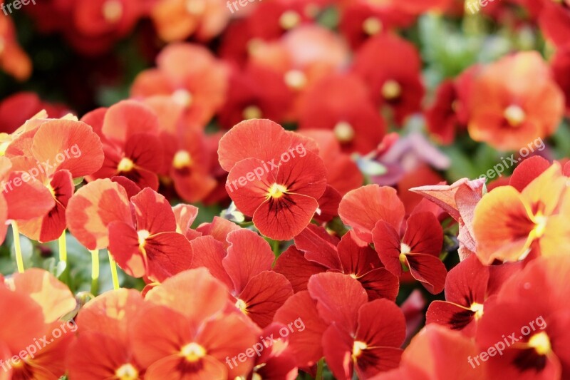 Pansy Red Colorful Spring Elegant