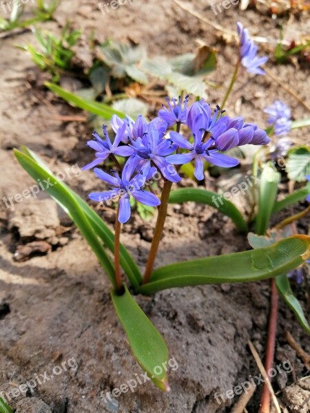 Flower Nature Flowers Spring Nofilter