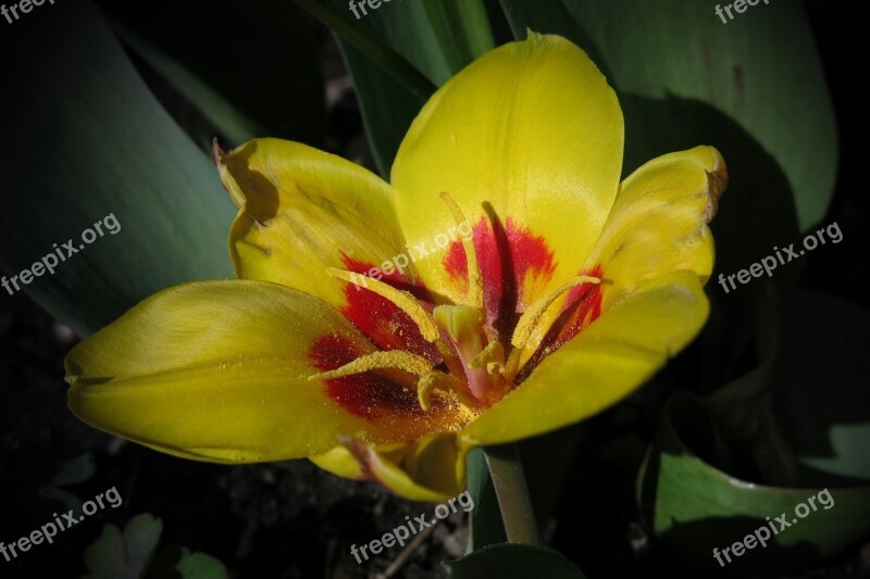 Tulip Purchase Manniana Tulip Stresa Water Lily Tulip Yellow Flower