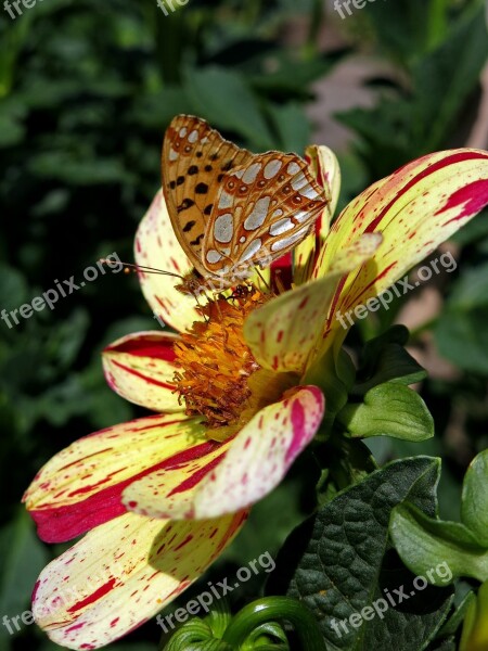 Dahlia Butterfly Strings Game Simple Dahlia Colorful