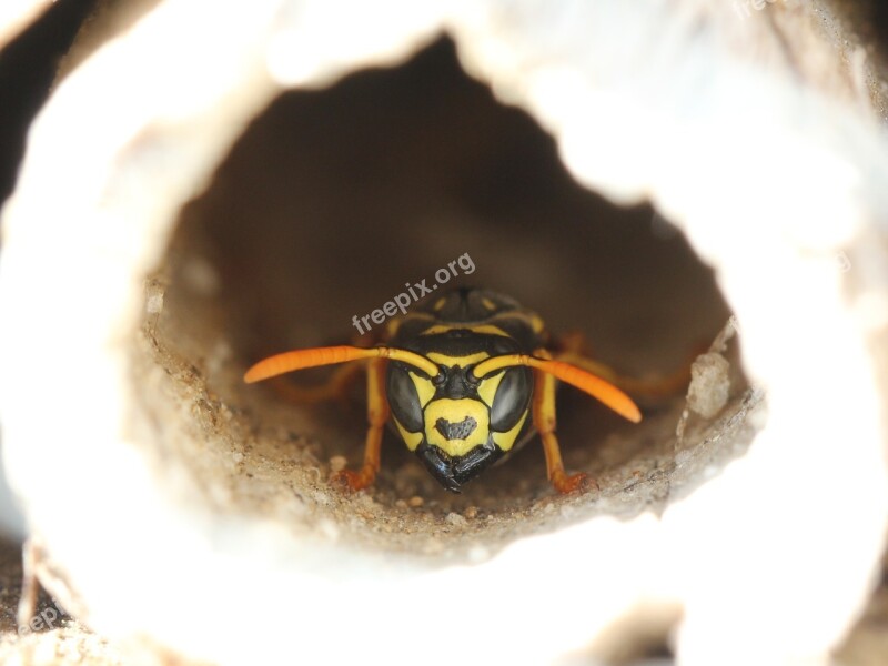 Wasp Insect Hotel Insect Nature Conservation Nature