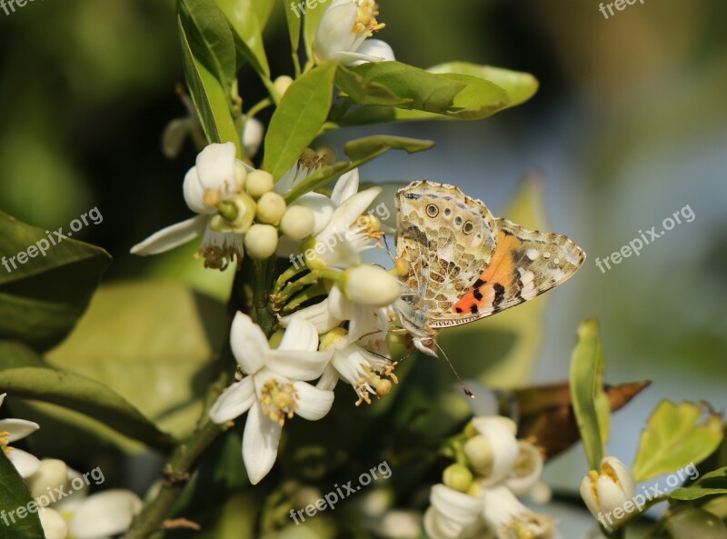 Insect Butterfly Vanessa Nature Flowers