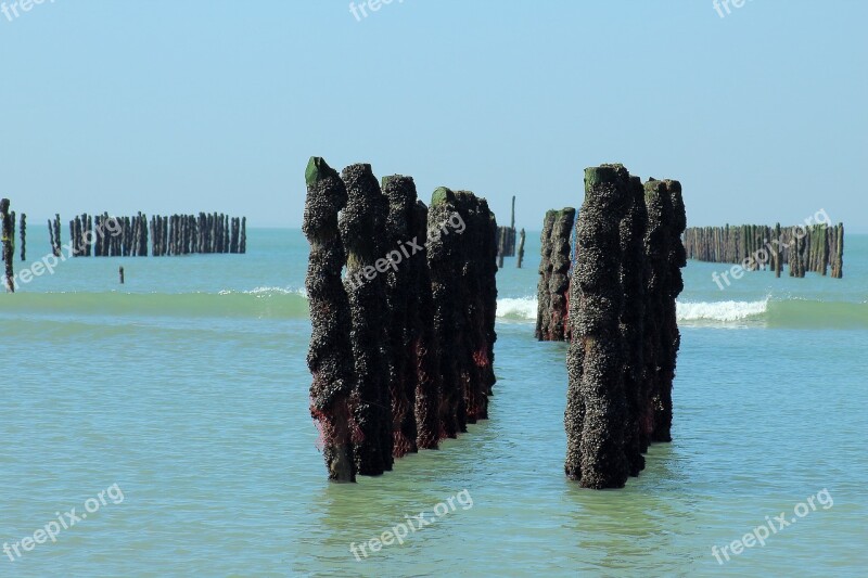 Mussel Mussels Sea Ocean Beach