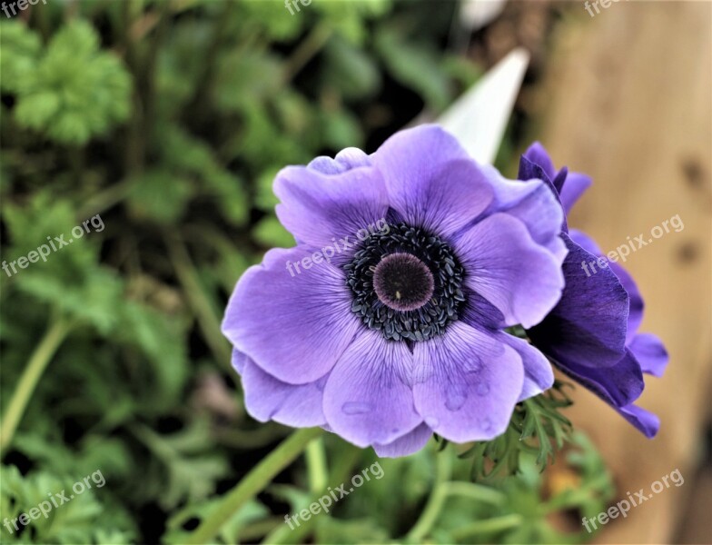 Flower Purple Leaves Bloom Nature