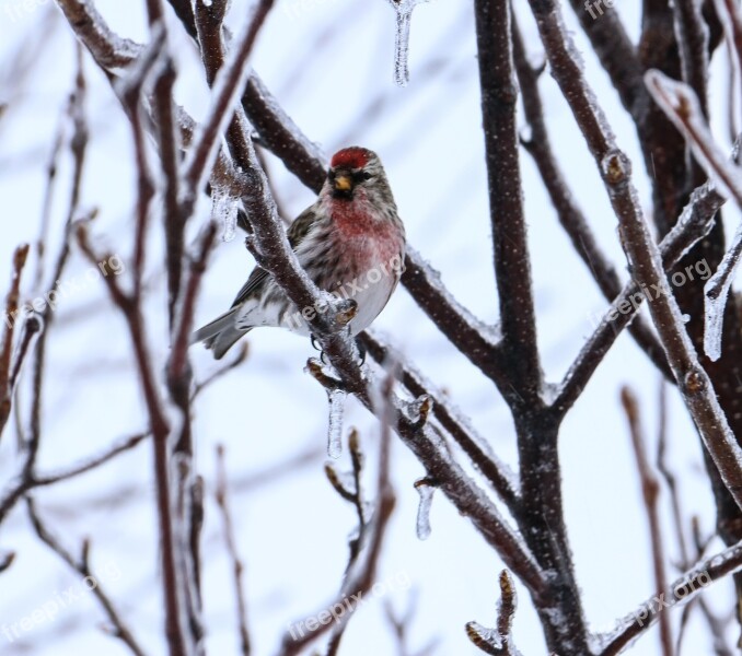 Redpoll Bird Winter Wildlife Nature