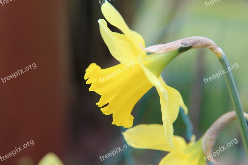 Narcissus Spring Daffodil Flowers Flowering