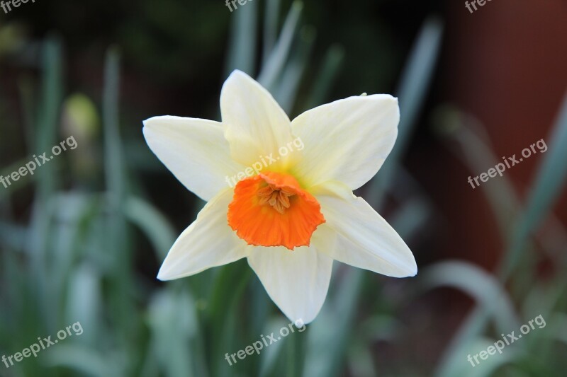 Narcissus Spring Daffodil Flowers Flowering