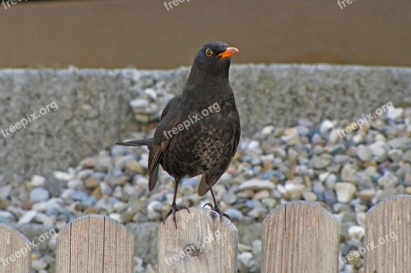 Blackbird Bird Onlooker Animal World Animal