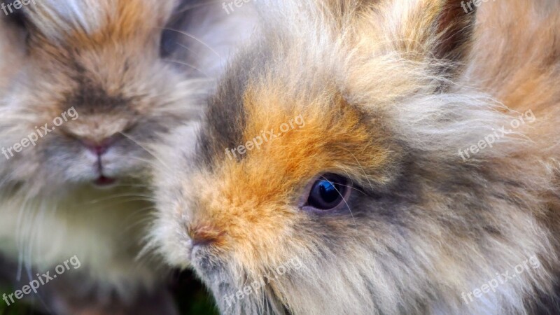 Hare Head Rabbit Bunny Long Haired