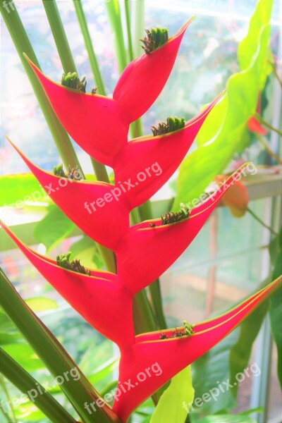 Flower Plant Leaves Red Tropical