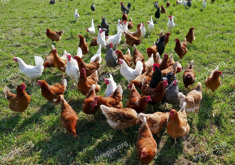 Agriculture Poultry Chickens Outdoor Free Range