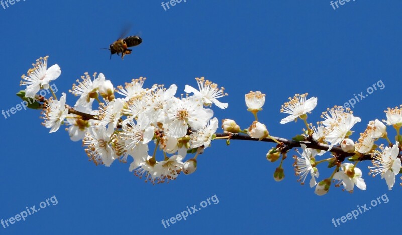 Landscape Nature Tree Flowers Blossom