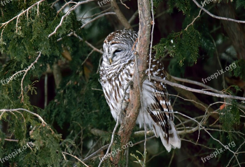 Bird Owl Barred Wild Nature