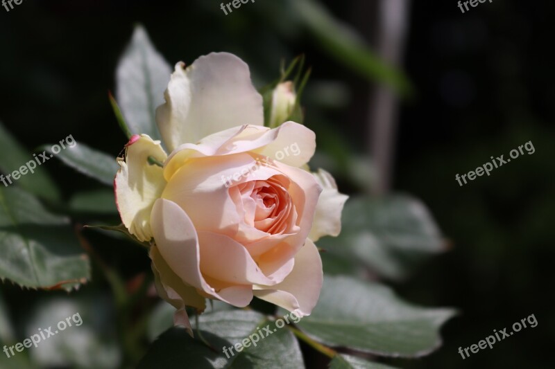 Flower White Roses Bride Floribunda