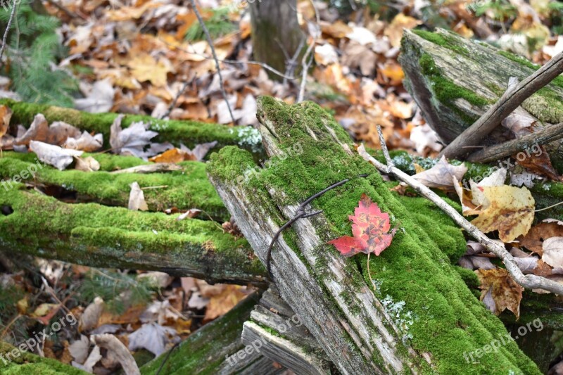 Moss Old Fence Fall Ontario Green