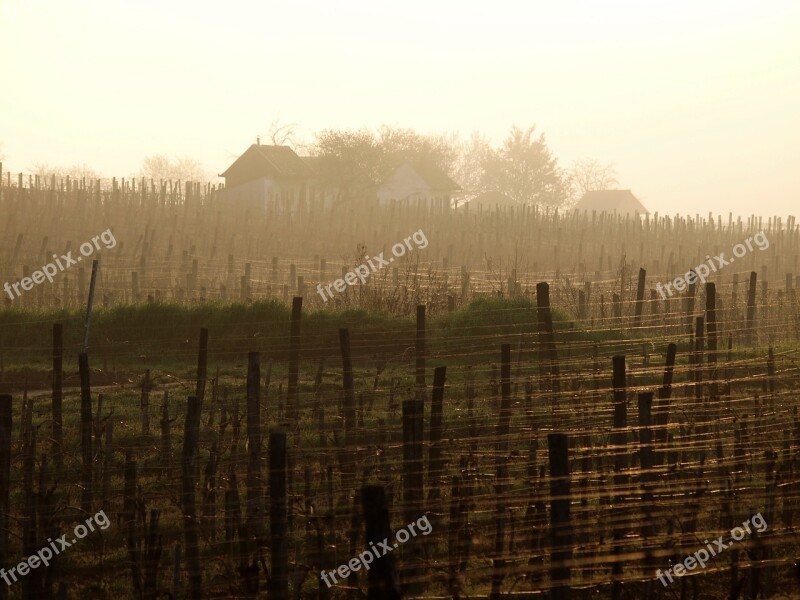 Baranya Villány Cellar Grape Fog