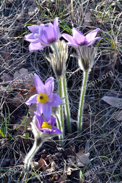 Spring Legally Protected Blue Flower Kikelet Pansio